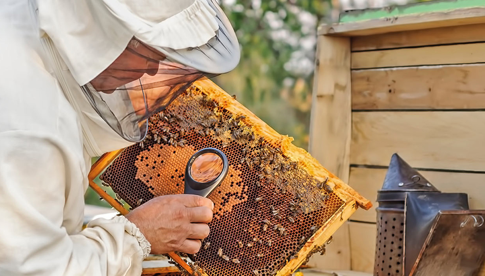 Apicultura Orgánica