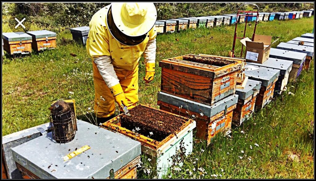 Apicultura Orgánica